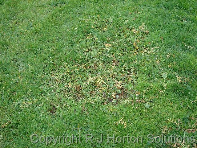 Lawn weeds treated weeds